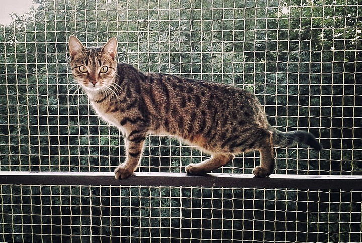 ZESTAW 8x3 GRUBA SIATKA DLA KOTA 1,5mm NA BALKON OKO 40mm BEZ WIERCENIA