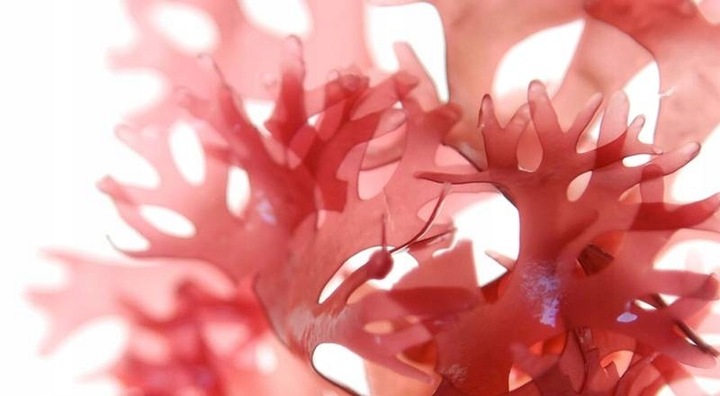 Astaksantyna FORTE 90 kapsułek ANTYOKSYDANT