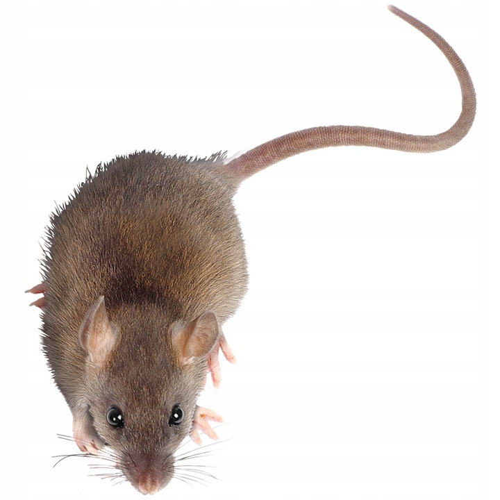 BROS Granulat, trutka na myszy i szczury 1 kg