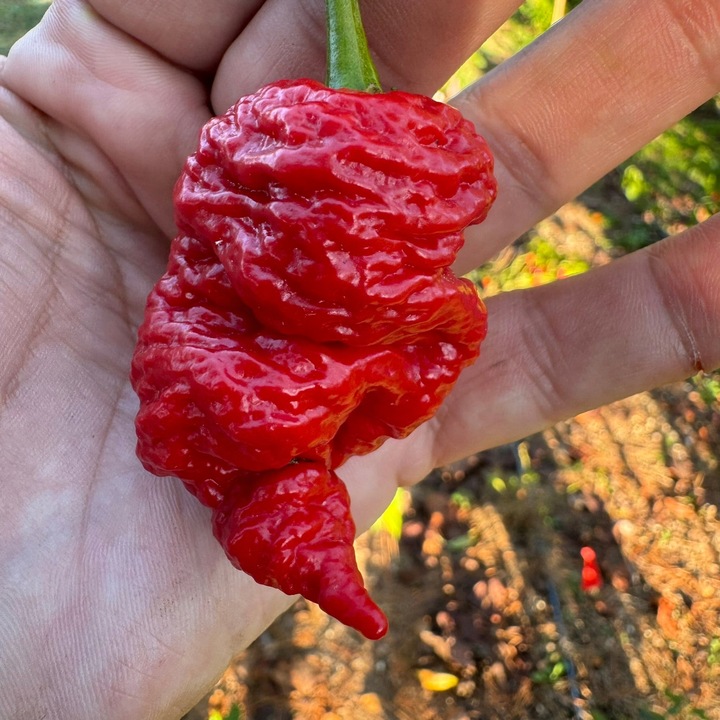 Papryka Carolina Reaper HP22B Red nasiona Zestaw do uprawy XXL Bardzo Ostra