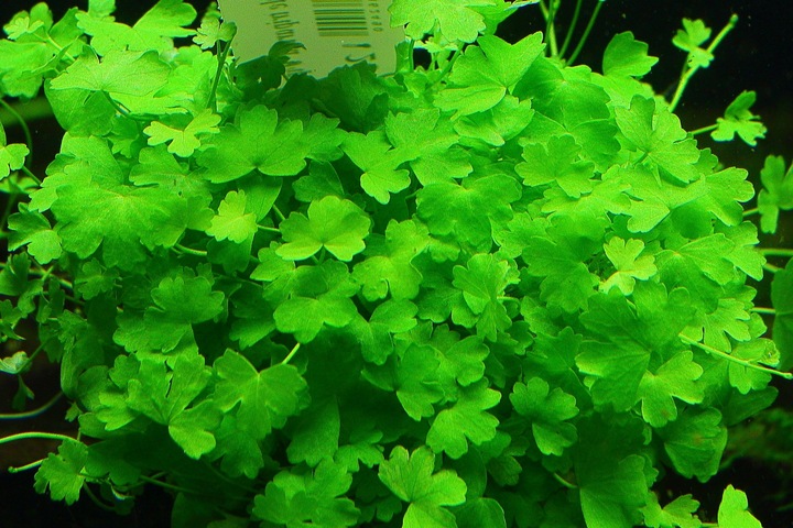 Rośliny Hydrocotyle Tripartita japan łatwy trawnik