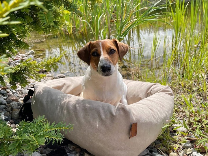 Fotelik samochodowy dla psa Transporter Velvet