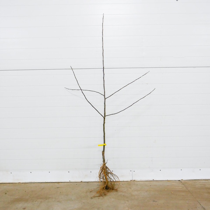 SADZONKI DRZEWKA OWOCOWE JABŁOŃ MALINOWA OBERLANDZKA MALINÓWKA STARA