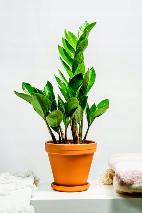 Zamiokulkas Zamiolistny ŻELAZNA ROŚLINA Zamia Ładna Duża Zdrowa