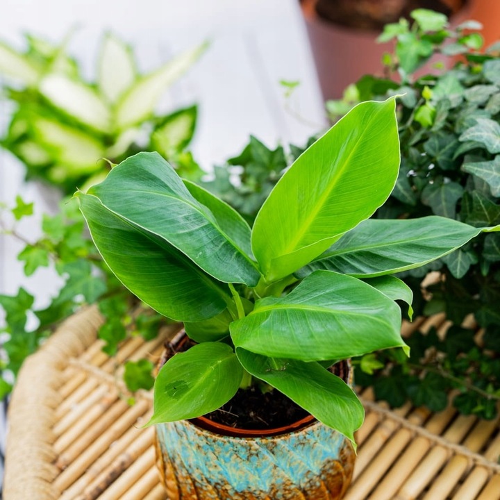 Musa Dwarf 'Cavendish' Bananowiec - EGZOTYCZNY BANAN W DOMU - Duże Liście