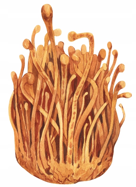 Encann Cordyceps (Maczużnik Bojowy) - silny ekstrakt w kroplach 50 ml