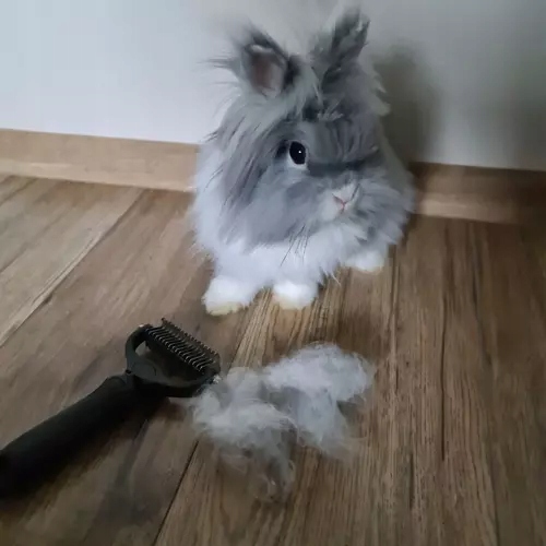 ZGRZEBŁO TRYMER DO KOŁTUNÓW SIERŚCI USUWA MARTWY WŁOS PSA KOTA ZWIERZĄT