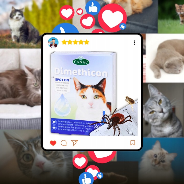 PREPARAT NA PCHŁY I KLESZCZE DLA KOTA NA PÓŁ ROKU KROPLE 6 SZT DIMETHICON