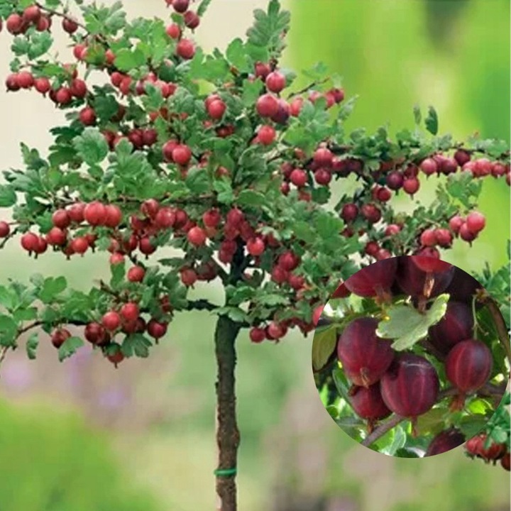 AGREST TRIUMF NA PNIU CZERWONY PLENNY wyjątkowo soczyste i zdrowe