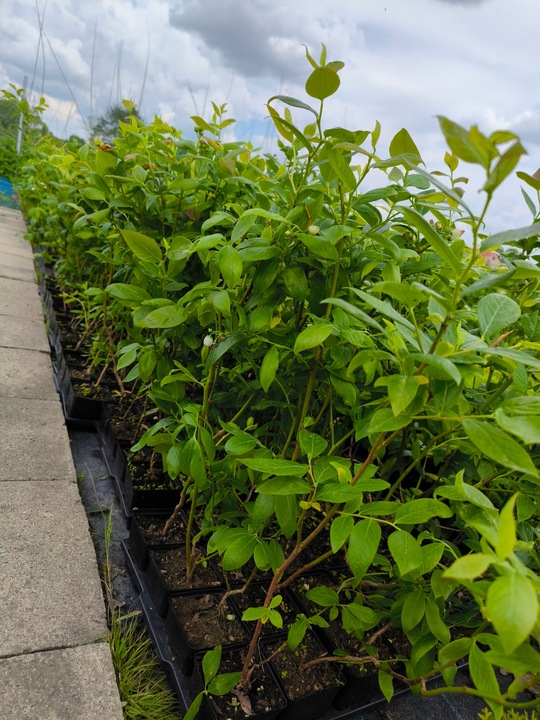 Borówka Amerykańska x6 Najlepiej owocujący zestaw