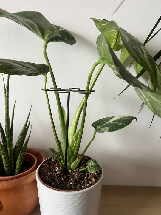 Podpórki do kwiatów podpórka chwytak z prętem 33cm OCTOPUS M 15cm 3 szt.