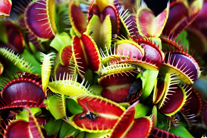 Głodna MUCHOŁÓWKA największa XXXL 4-letnia