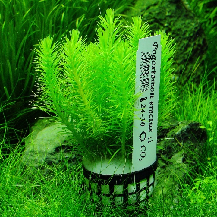 Rośliny do akwarium Pogostemon Erectus Piękny