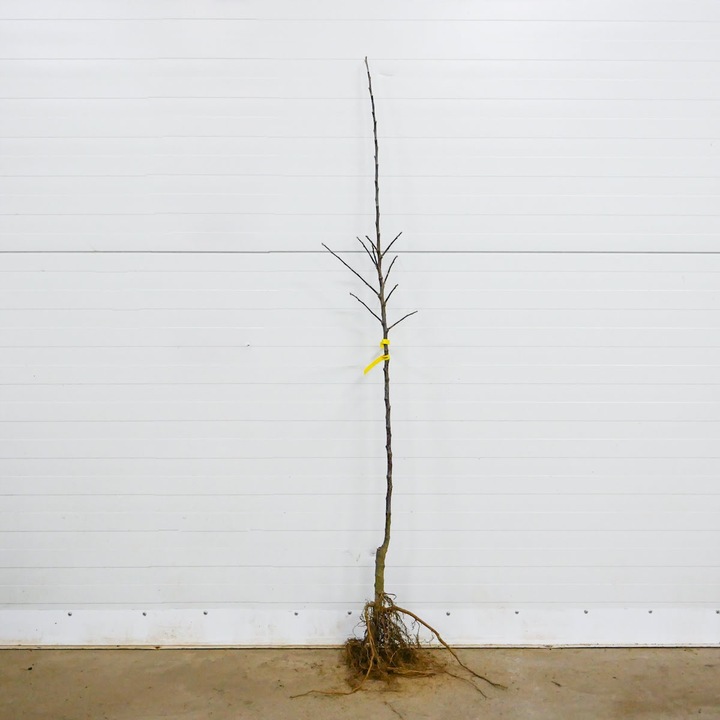 SADZONKI DRZEWKA OWOCOWE JABŁOŃ PIROS SOCZYSTA Z NUTĄ TRUSKAWEK