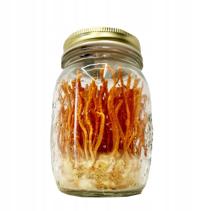 Maczużnik bojowy Cordyceps militaris substrat do uprawy grzybów