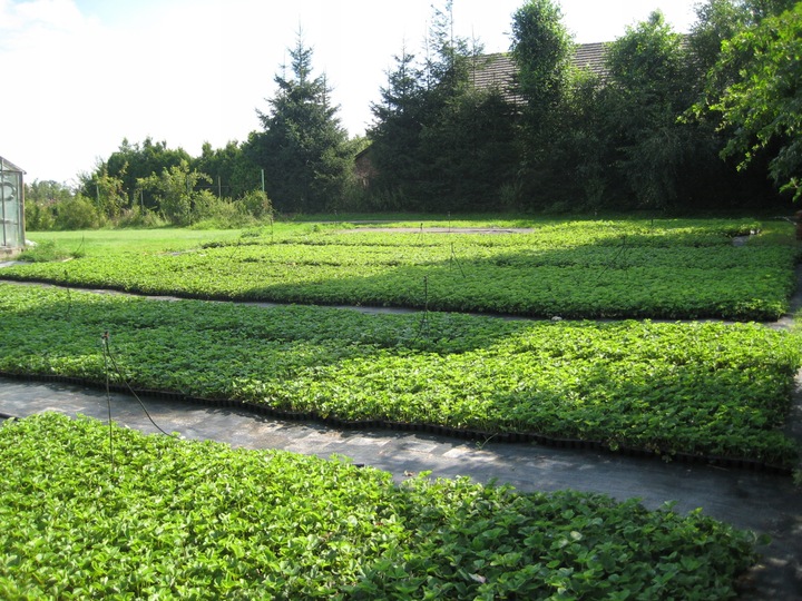 TRUSKAWKA TRUSKAWKI SADZONKI TRUSKAWEK DONICZKOWANA GIGANT