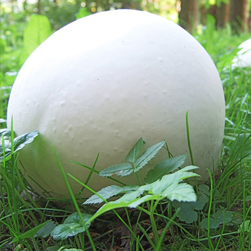 Grzybnia Purchawicy olbrzymiej do ogrodu 750ml