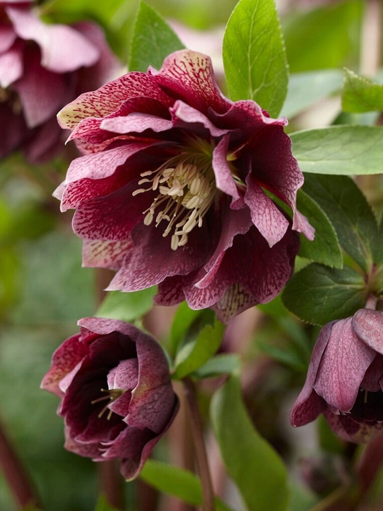 CIEMIERNIK DOUBLE ELLEN RED KWITNIE CAŁĄ ZIMĘ - SADZONKA P11/1 LITR