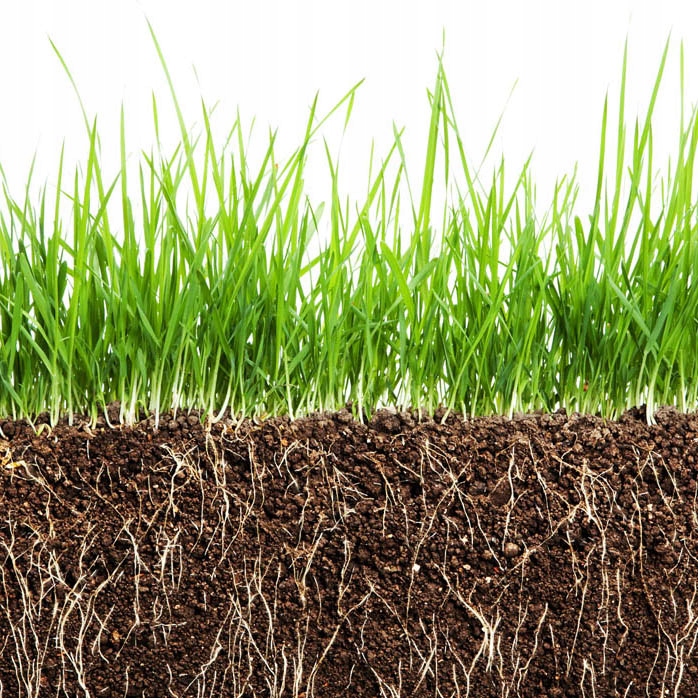 TRAWA ŁĄKOWA PASTWISKOWA ŁĄKA MIESZANKA NA SIANO WYDAJNA I TRWAŁA 5kg