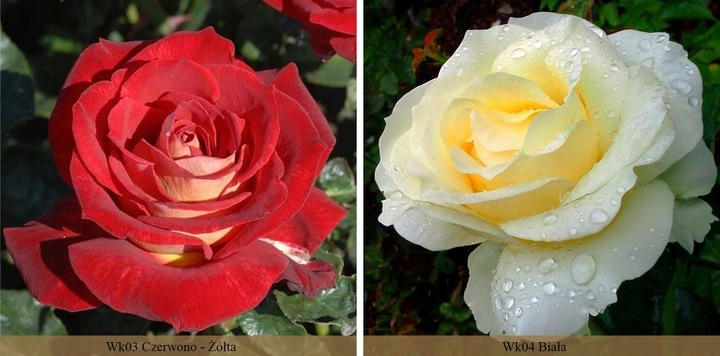 RÓŻA RÓŻE KOLOROWY PAKIET - 12 PACHNĄCYCH RÓŻ