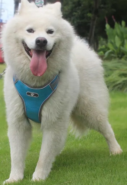 SZELKI DLA PSA MOCNE TYPU GUARD SPACEROWE BEZUCISKOWE REGULOWANE rozmiar M