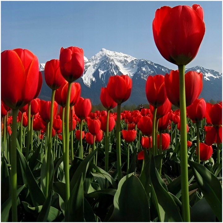 TULIPAN cebulki CZERWONY klasyczny 100 szt. + GRATIS