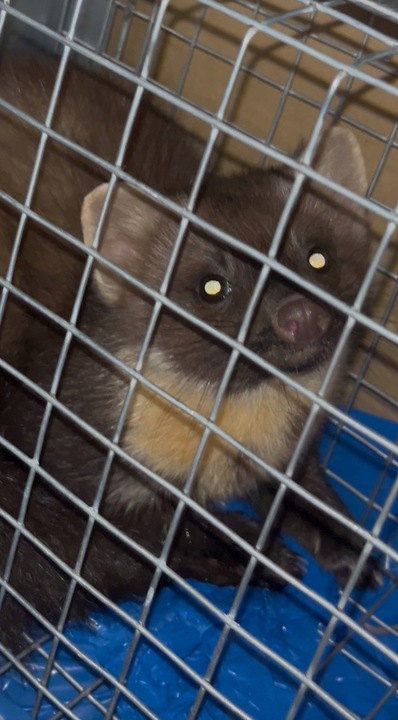 ŻYWOŁAPKA PUŁAPKA NA KUNY SZCZURY ŁASICE NORKI TCHÓRZE ŁASKI ŁAPKA