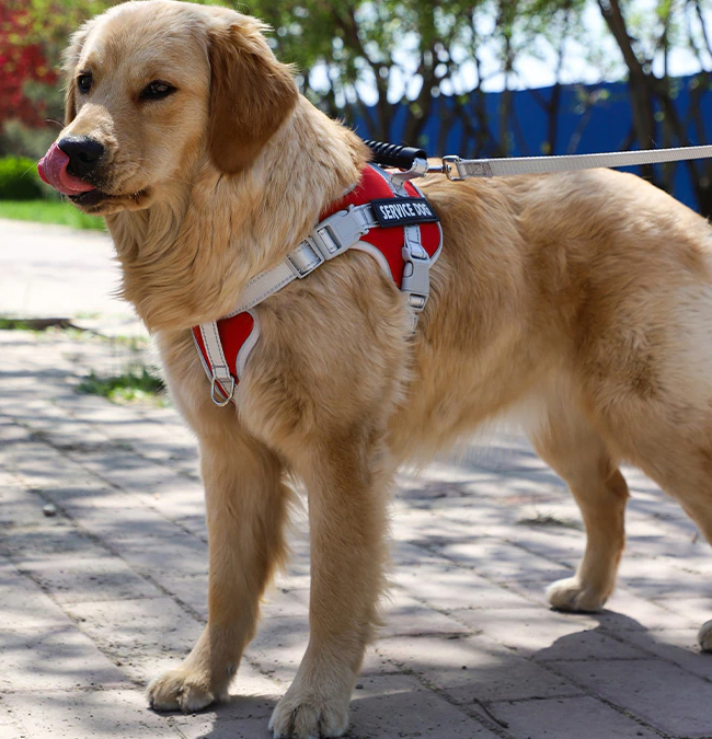 MOCNE SZELKI dla PSA BEZUCISKOWE M 50-62 + GRAWER