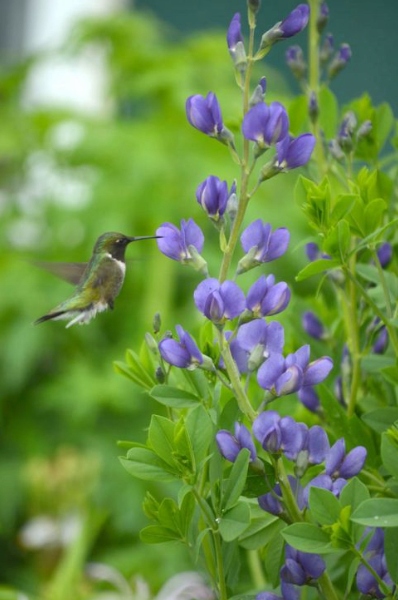 Baptysja Błękitna Bylina DŁUGOWIECZNA Mrozoodporna -35 Stopni Sadzonka