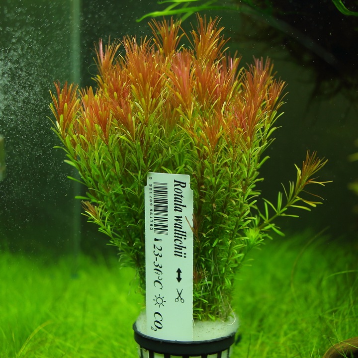 Rośliny do akwarium Rotala Walichii Przepiękna XXL