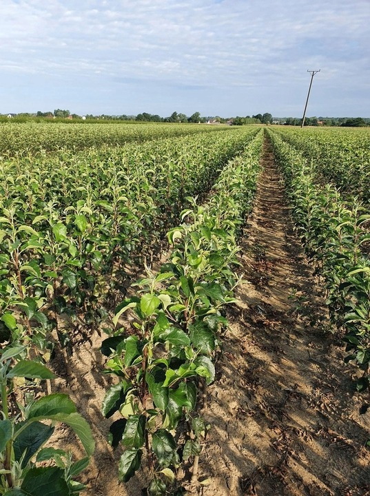 Grusza KOLUMNOWA KLAPSA FAWORYTKA – klasyczny smak w kompaktowej