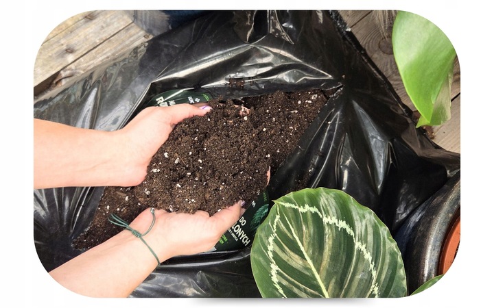 Podłoże Rośliny Zielone do Palm Juk Dracen Monstery Zamiokulkasa