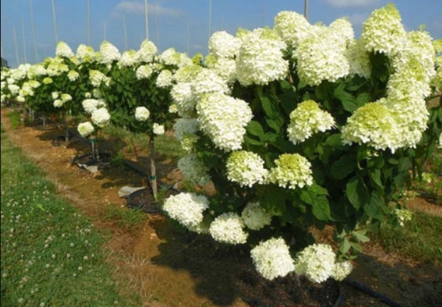 PODPORA DO ROŚLIN KWIATÓW OBEJMA RING 10 SZTUK