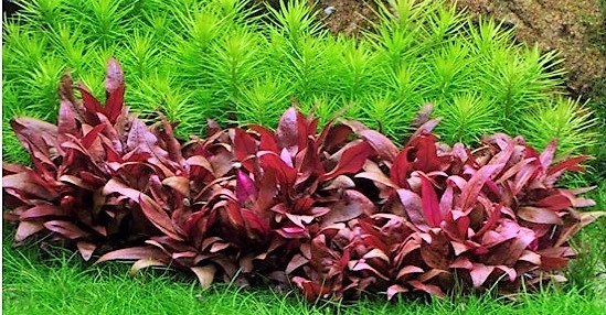 Zestaw roślin łatwych w uprawie 3 plany + GRATIS