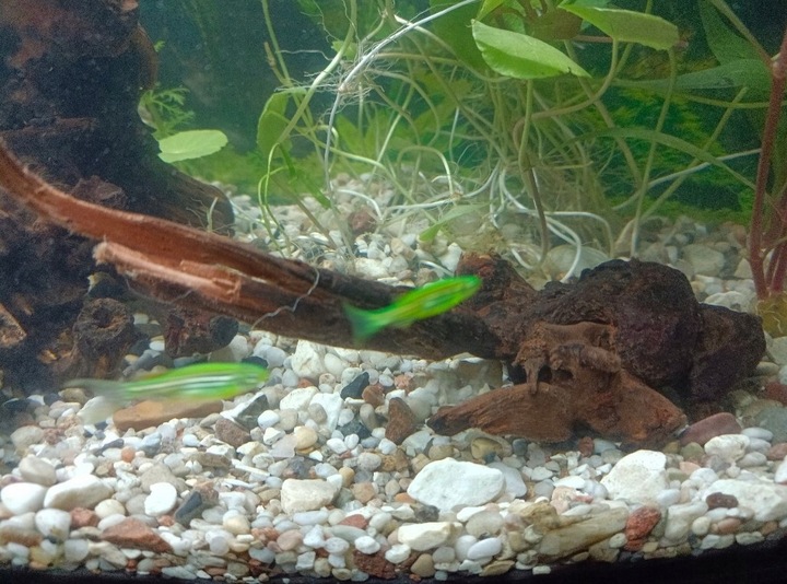 NATURALNY KORZEŃ DO AKWARIUM DESERT ROZMIAR M 20CM