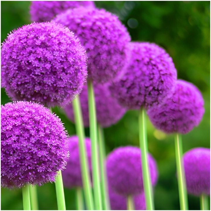 CZOSNEK ozdobny OLBRZYMI cebulki FIOLETOWY GLADIATOR 5 szt. + GRATIS