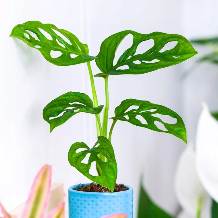 Monstera Dziurawa Adansonii JAK SZWAJCARSKI SER Monster Duże Liście