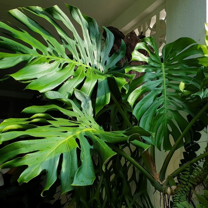 Podłoże MIX - Ziemia - Do Roślin ZIELONYCH PREMIUM Mieszanka Green