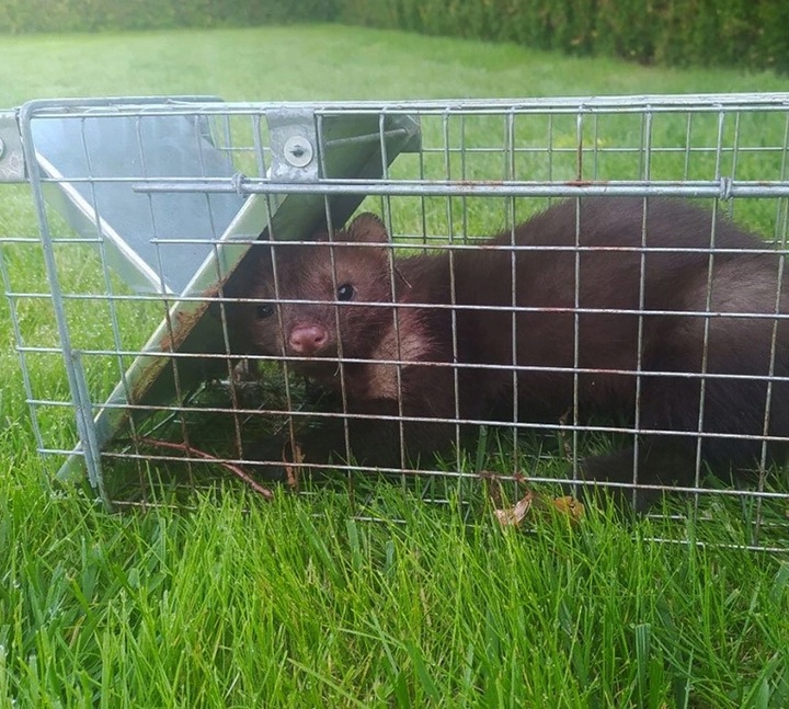 DUŻA PUŁAPKA NA KUNY SZCZURY LISY WYDRY ŁASICE ŻYWOŁAPKA ŁAPKA