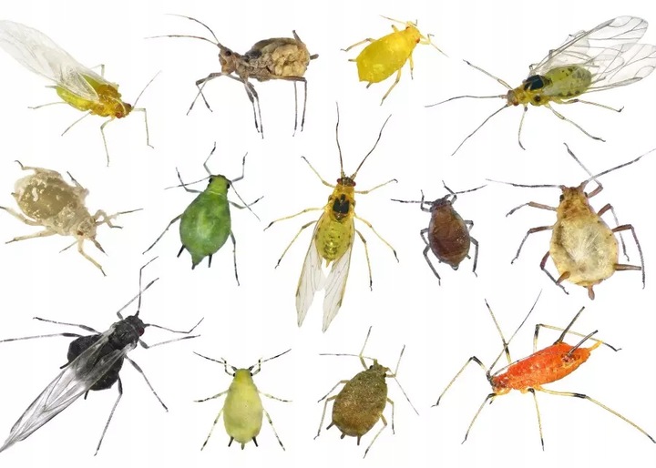 EMULPAR 250ml OWADY PRZĘDZIORKI MSZYCE MISECZNIK KLESZCZE SZKODNIKI