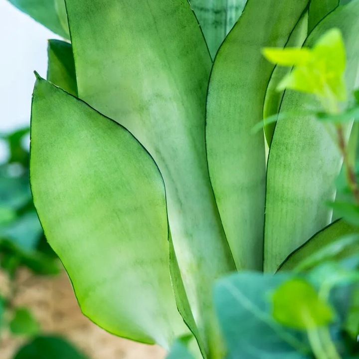 Sansevieria'Moonshine' KSIĘŻYCOWA PIĘKNOŚĆ Sansewieria Wytrzymały