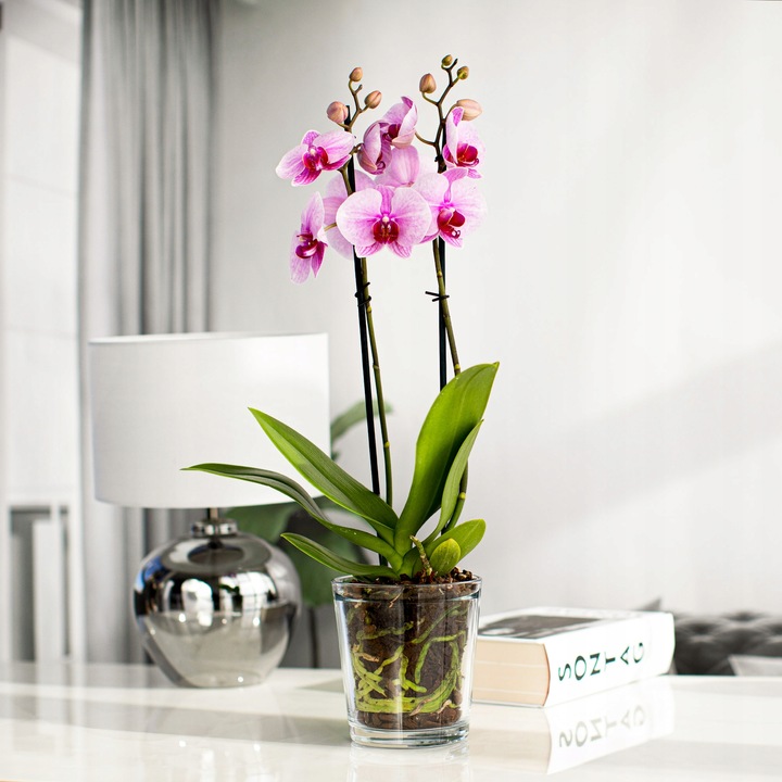 OSŁONKA SZKLANA Na STORCZYK Rośliny Doniczkę Przezroczysta H 13,5 cm