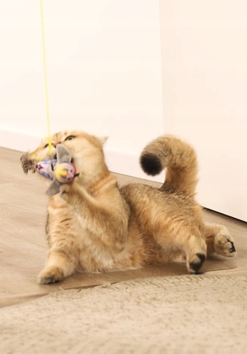 ZABAWKA DLA KOTA PRZYSSAWKA NA DRZWI RUCHOMA PTAK