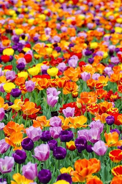 TULIPAN MIX MIESZANKA KOLORÓW cebulki 100 szt. + PREZENT