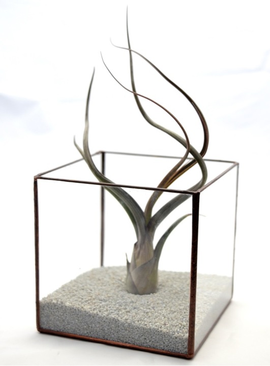 TILLANDSIA, OPLĄTWA X 6 SZT, NA START ! airplant