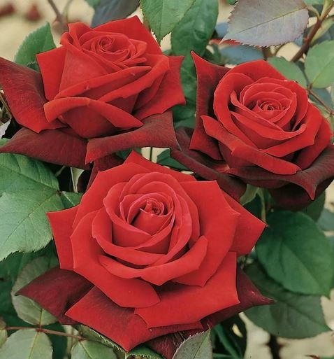 EMULPAR 250ml OWADY PRZĘDZIORKI MSZYCE MISECZNIK KLESZCZE SZKODNIKI