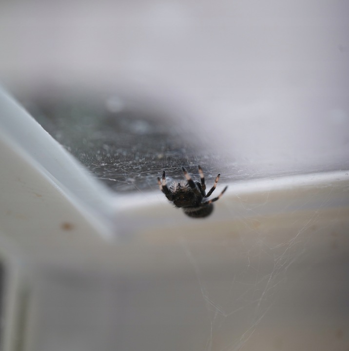 Terrarium szklane -6,5 x 6,5 x 6,5 dla pająka, modliszki, skakuna