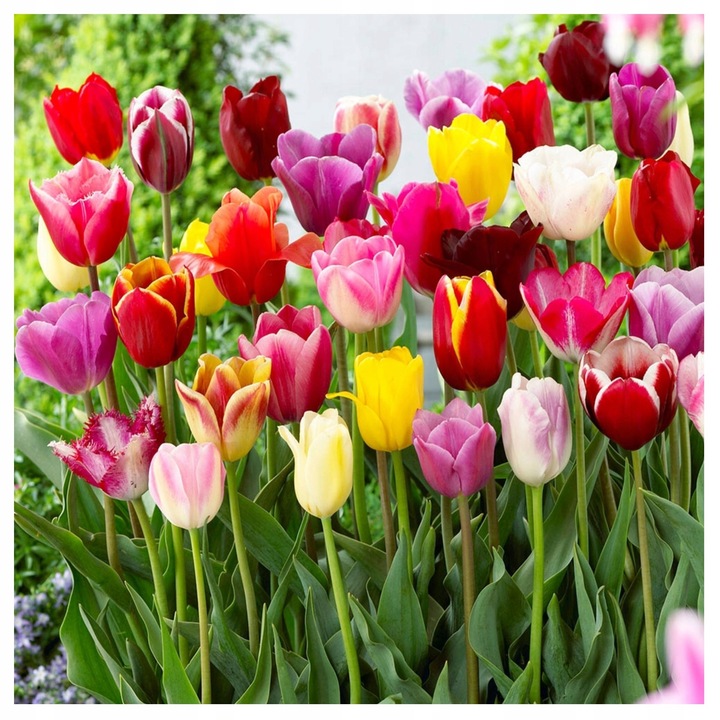 TULIPAN MIX MIESZANKA KOLORÓW cebulki 100 szt. + PREZENT