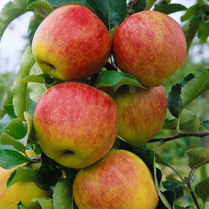 Jabłoń JONAGOLD odmiana ŁATWA W UPRAWIE o BARDZO DUŻYCH i smacznych