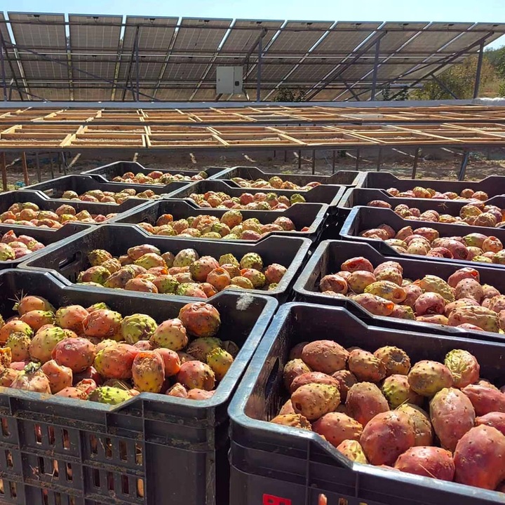 ~Hej dziewczyno, Olej z Opuncji Figowej, 100% BIO Organiczny, Premium, 30ml